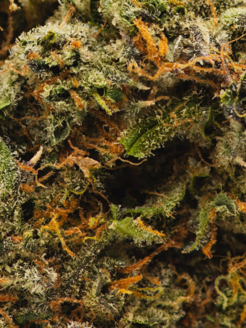 Frosted Cherry Cookies (AAAA) - Indica Dominant Hybrid-