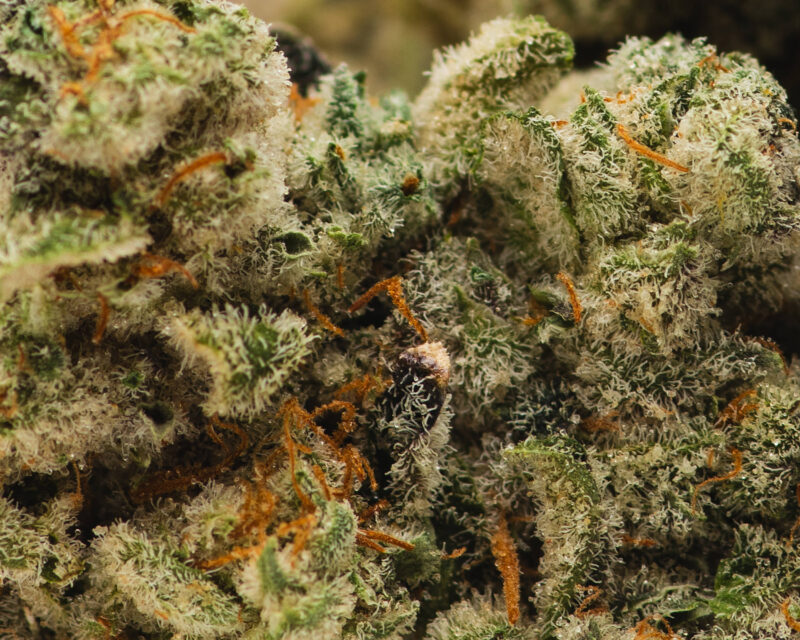 Geisel Cookies(AAA) – Indica - 1oz