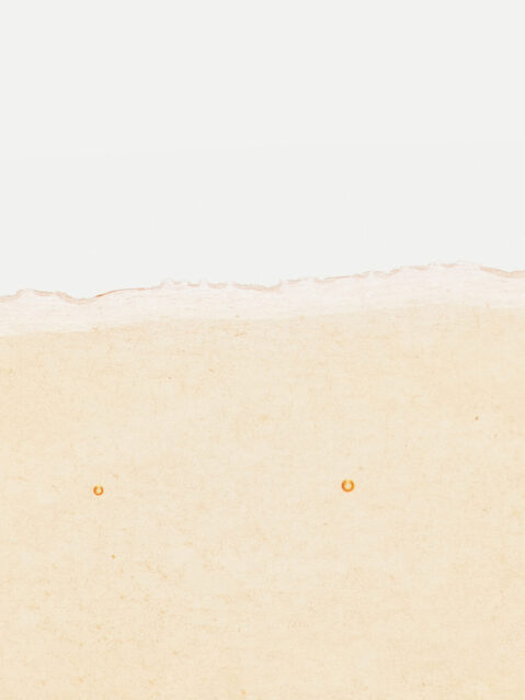 Blow Fish Shatter (1g)- Indica Dominant Hybrid