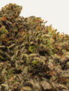 White Truffle (AAA) – Hybrid Indica Dominant