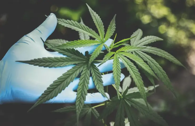 Cannabis in Hand