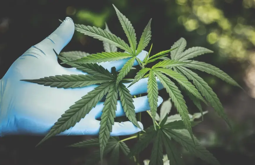 Cannabis in Hand