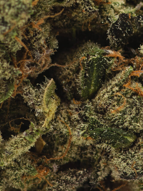 Apple Sundae(AAAA) - Hybrid -7g