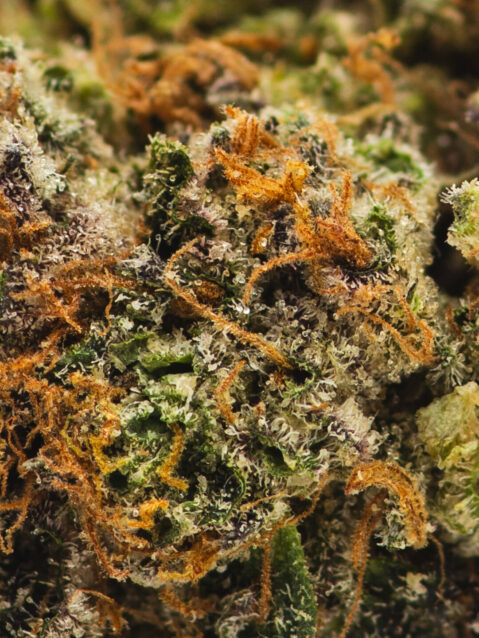 Sherb Crasher(AAAA) - Hybrid -7g