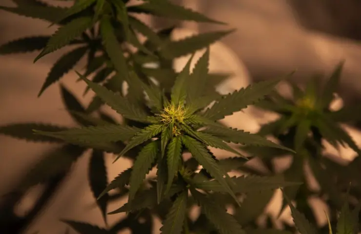 A Spotlight on Top Hybrid Cannabis Strains