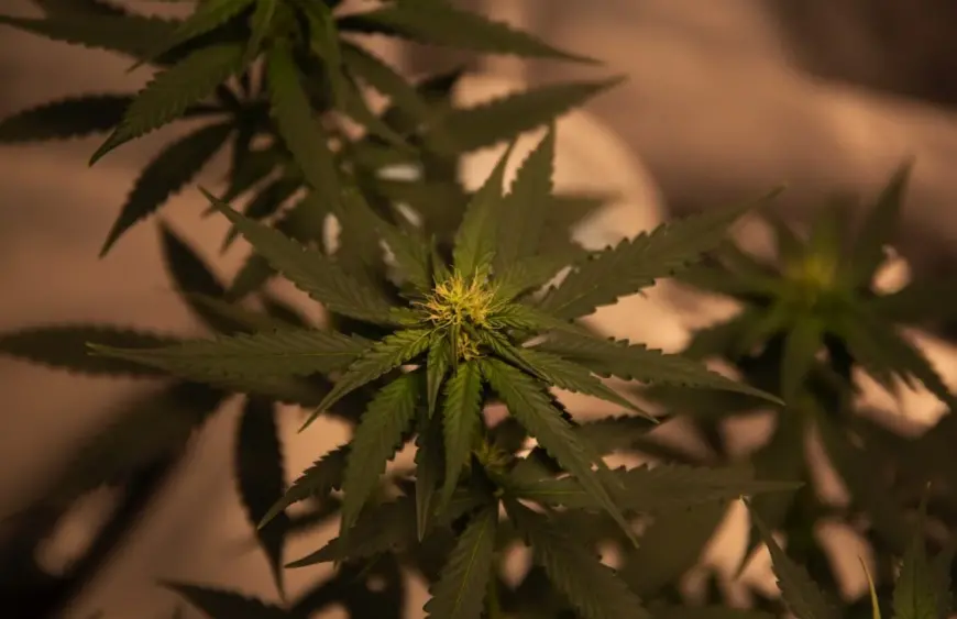 A Spotlight on Top Hybrid Cannabis Strains