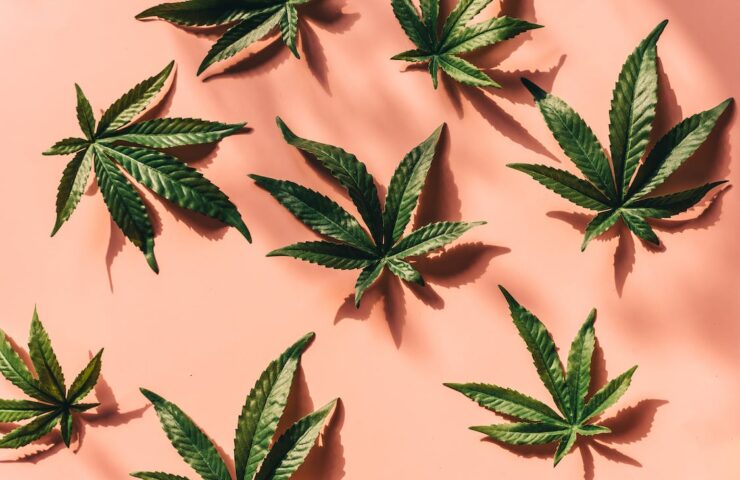 Exploring Vancouvers Finest Pink Hued Cannabis Strains