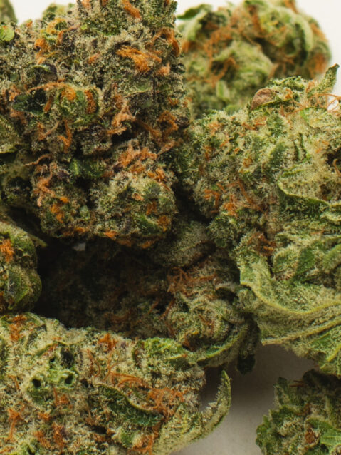 Chocolope(AAA) – Sativa - 1oz
