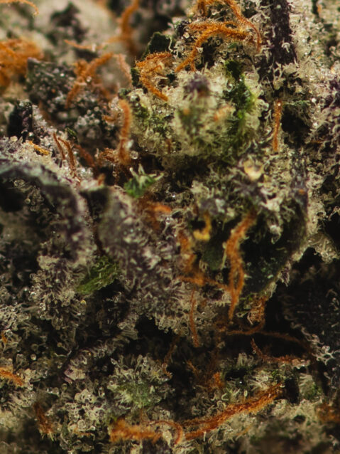 Pink Mango(AAA) – Hybrid - 1oz