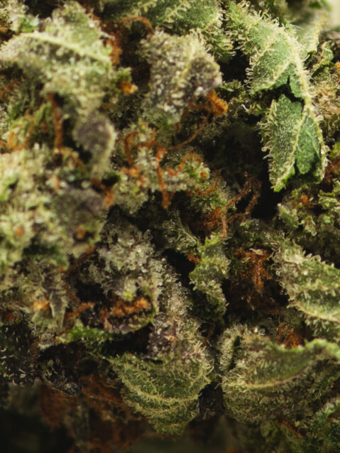 Rockstar (AAA) – Indica- 1oz