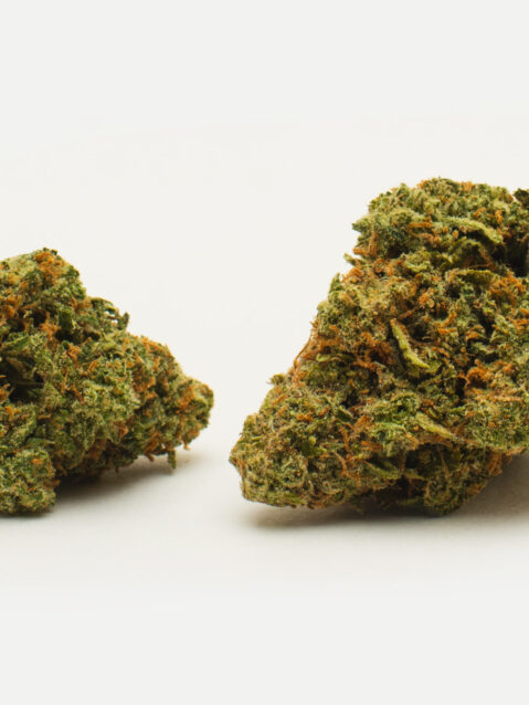 Tropicana Cookies(AAA) - Sativa Dominant Hybrid