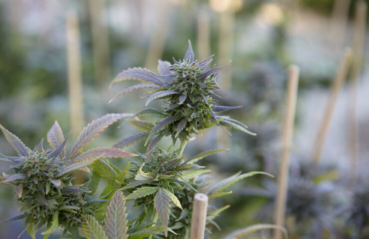 Exploring the Range of Cannabis Flowers