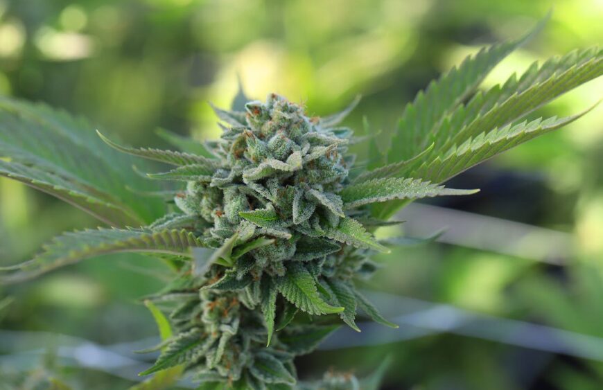 The Jewel of Cannabis Flowers