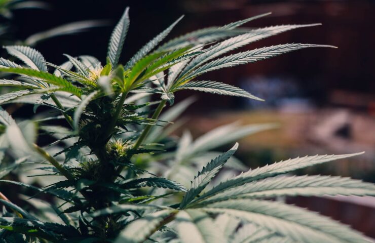 The Zen of Sativa