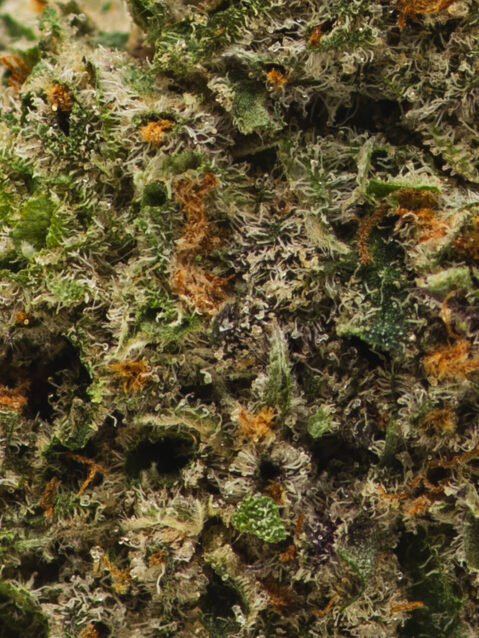 Donkey Breath (AAA) – Indica Dominant Hybrid - 1oz