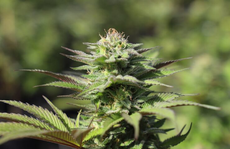 Indicas Lush Bloom