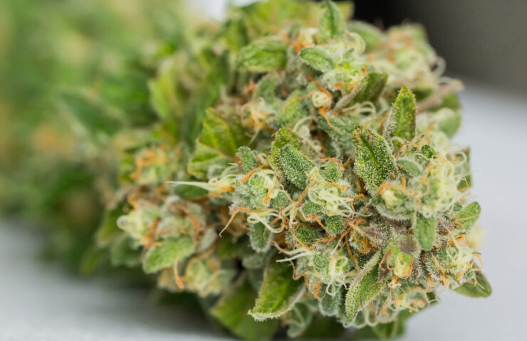 Unveiling the Brilliance of THCA Diamonds from Premium Cannabis Flowers