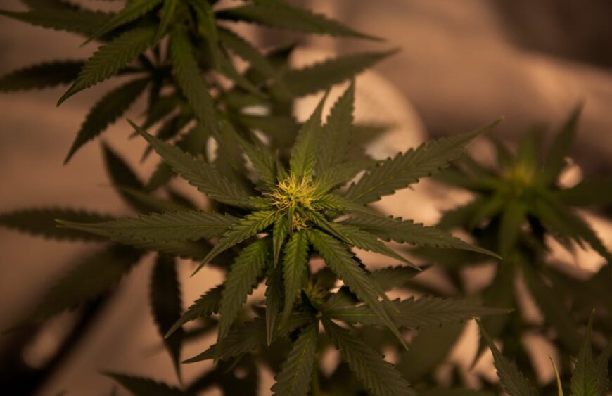 Your Guide to Private Cannabis Shopping
