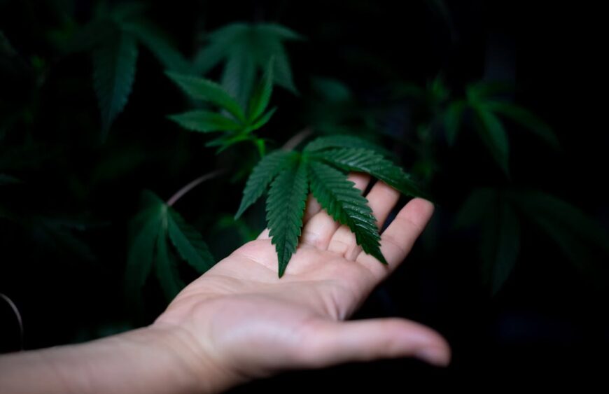 Harmony with Nature  A Hand Holding a Sprig of Green