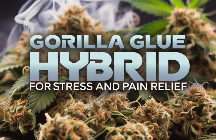 Gorilla Glue Hybrid for Stress and Pain Relief