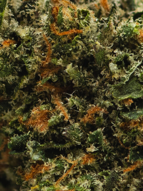 Pine Tar(AAA) – Indica - 1oz